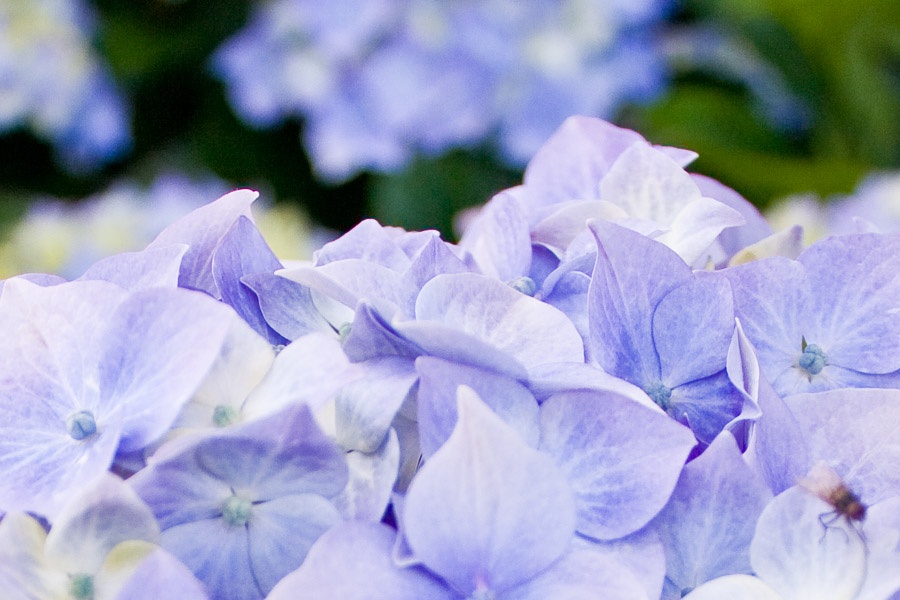 Flowers in Wales