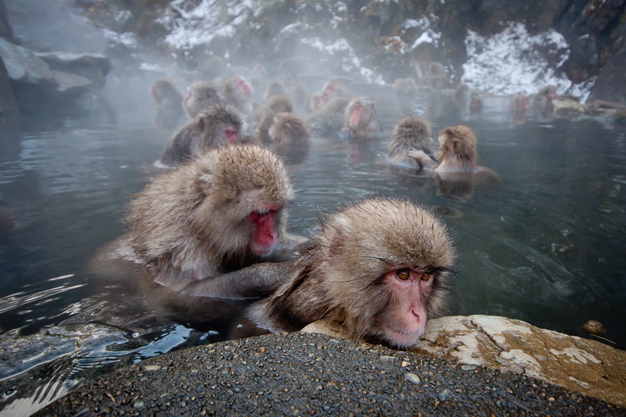 Jigokudani Monkey Park