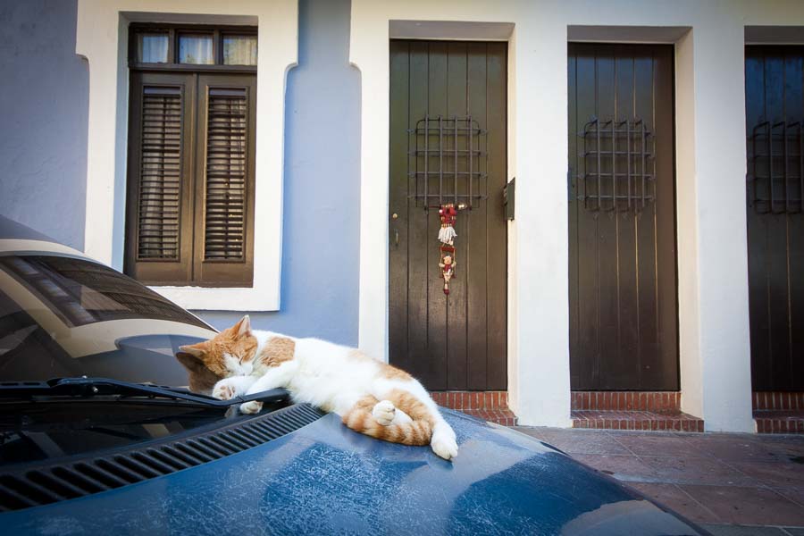There are stray cats all over old San Juan