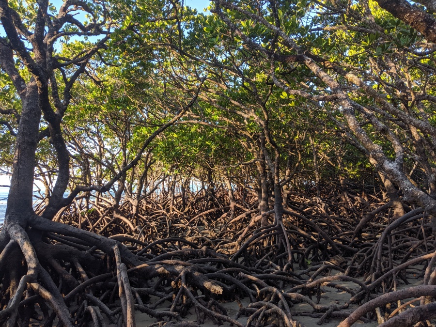 Mangroves in the Daintree Rainforest