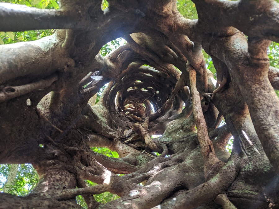 A strangler fig in the Daintree Rainforest