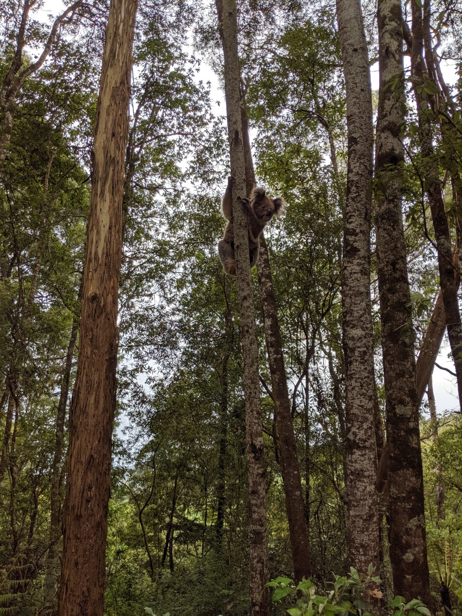 Wild Koala Bear in the Great Otway National Park