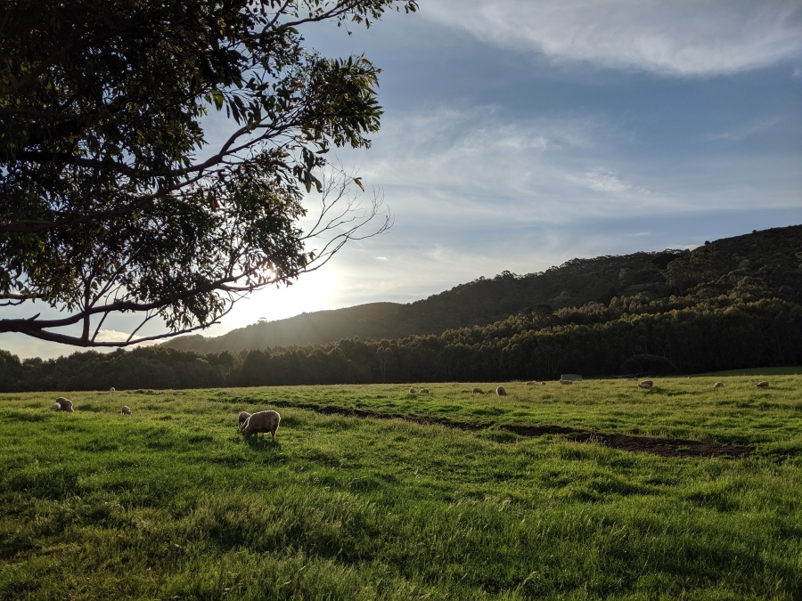 A sheep on a pasture near Apollo Bay