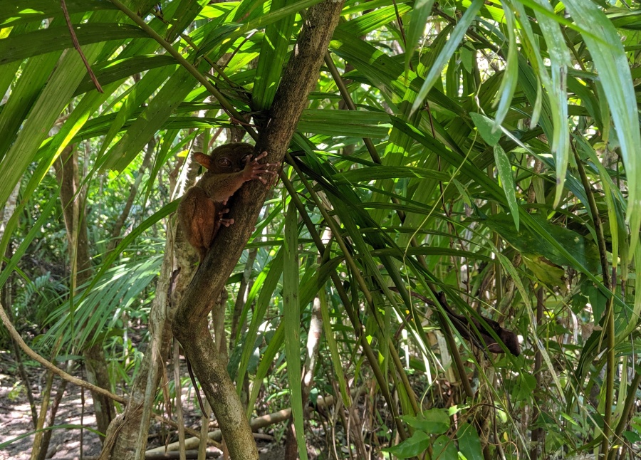 Tarsier on Bohol