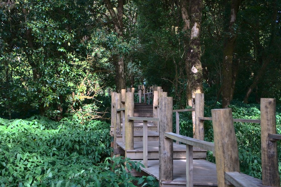 Wooded Top of Doi Inthanon