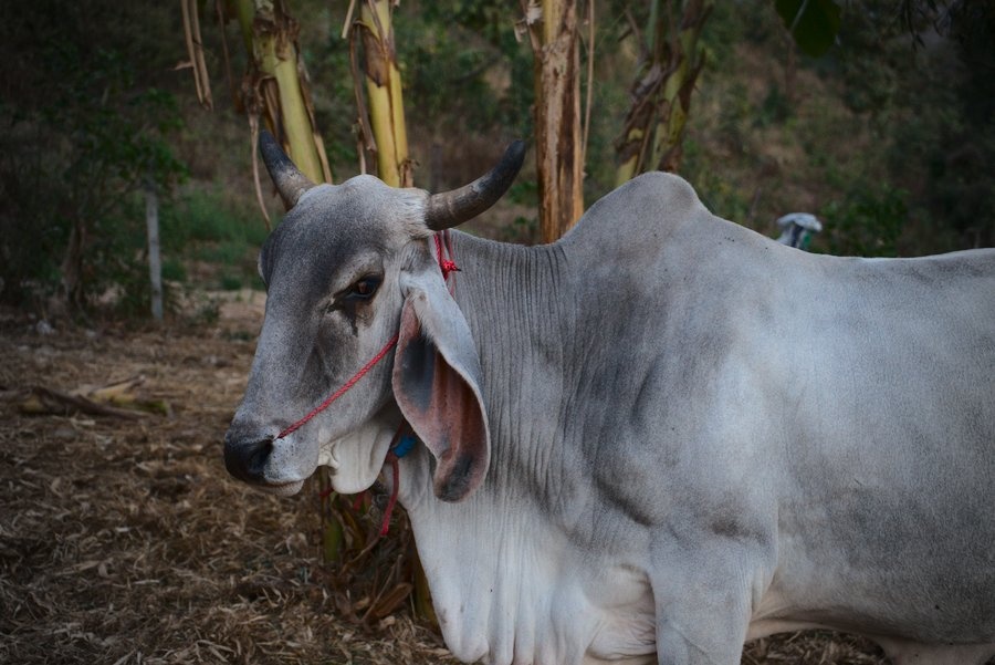 On the Farmland Near Doi Inthanon