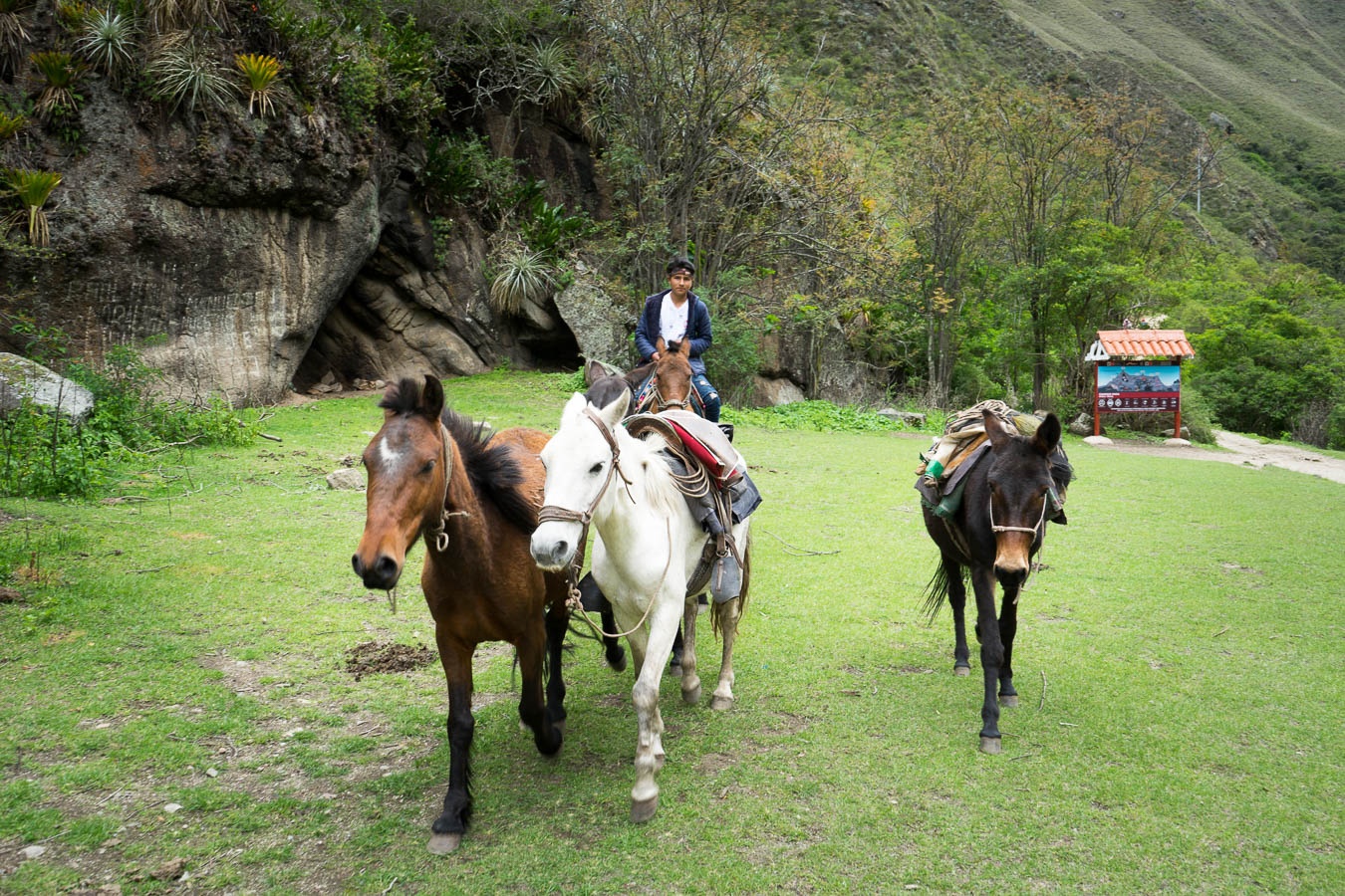 A Peruvian man herds horses