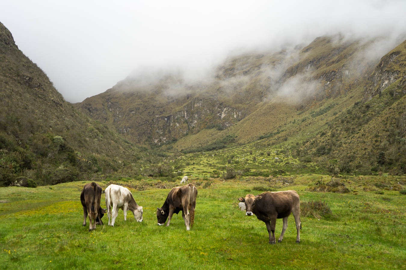 Cows grazing on a high mountain plateau