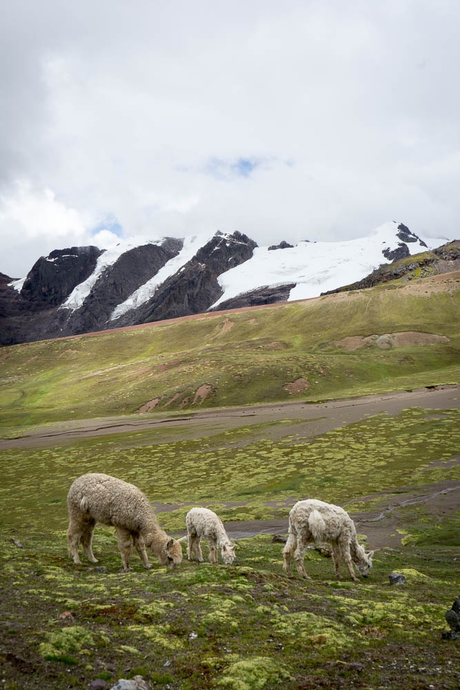 Alpacas grazing on the mountain