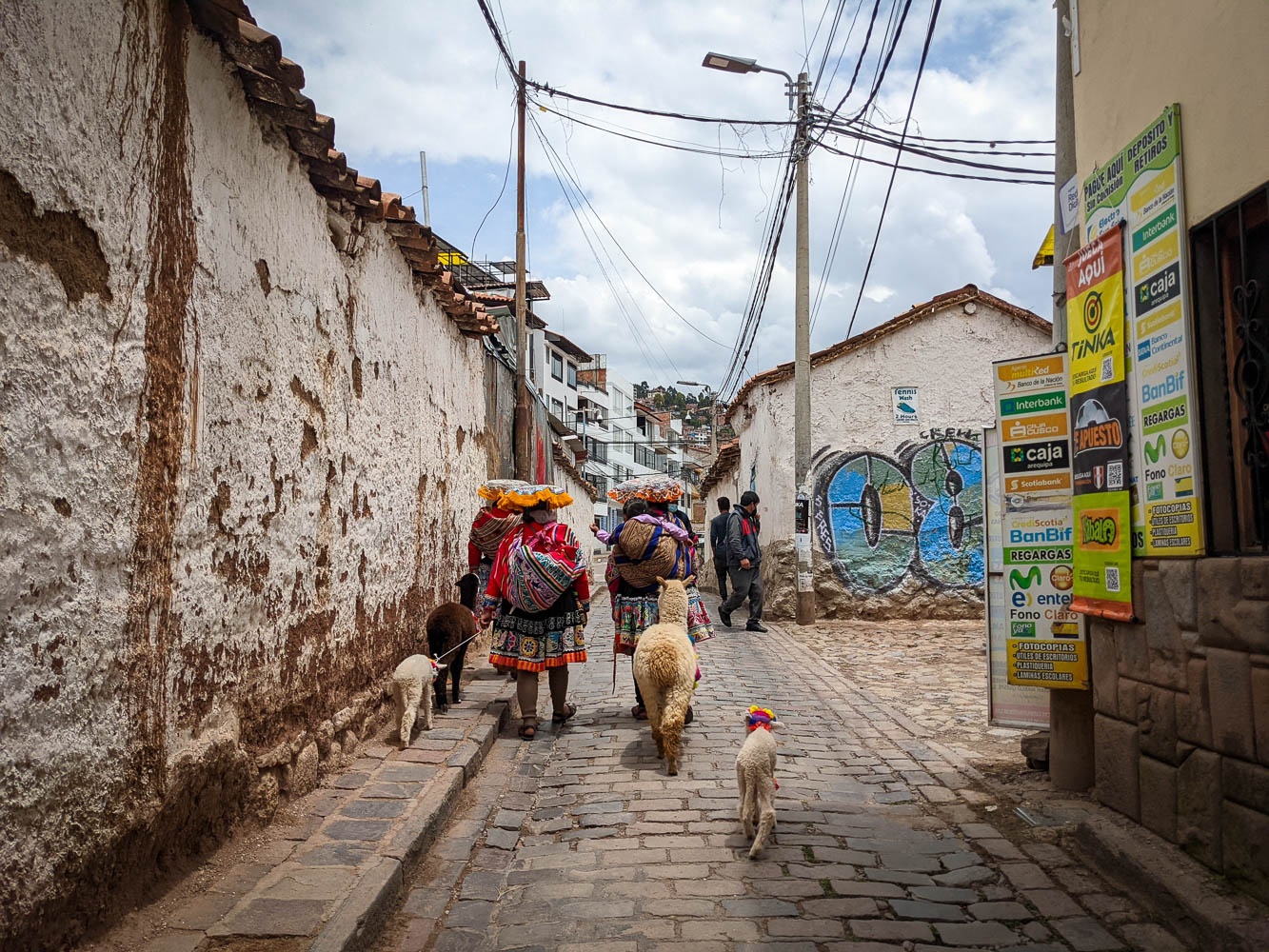 Cholitas walk with alpacas through Cusco